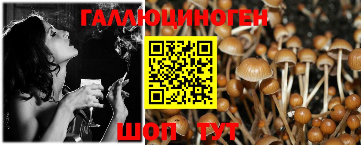 Псилоцибиновые грибы Psilocybe Благовещенск